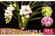 洋ラン シンビジウム (2本立て) アーチタイプ 草場農園 蘭 花 お花 ※配送不可：北海道