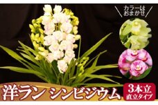 洋ラン シンビジウム (3本立て) 直立タイプ ～日常に彩りを～ 草場農園 蘭 花 お花 ※配送不可：北海道