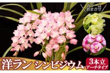 洋ラン シンビジウム (3本立て) アーチタイプ 草場農園 蘭 花 お花 ※配送不可：北海道