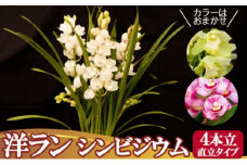 洋ラン シンビジウム (4本立て) 直立タイプ ～日常に彩りを～ 草場農園 蘭 花 お花 ※配送不可：北海道