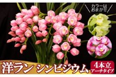 洋ラン シンビジウム (4本立て) アーチタイプ 草場農園 蘭 花 お花 ※配送不可：北海道