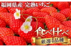 いちご ギフトに最適 いただきいちご園の食べ比べ セット 厳選 4品種 化粧箱入り 果物 デザート イチゴ 苺