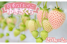 いちご 希少！白いちご 「ゆきざくら」 ほんのりピンクの初恋色 ギフトに最適 化粧箱入 果物 デザート イチゴ 苺