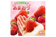いちご いちご職人直送 白木のいちご 特選 あまおう (特大サイズ) 8粒 イチゴ 苺 果物 デザート ※配送不可：沖縄・離島