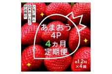 定期便 4ヶ月 いちご いちご職人 白木のいちご あまおう 1.2kg (300g×4P) 4回 コース イチゴ 苺 果物 デザート お楽しみ ※配送不可：沖縄・離島