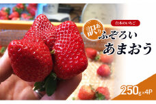 訳あり いちご いちご職人 白木のいちご あまおう ふぞろいな「いちご」たち 250g×4P 訳アリ イチゴ 苺 果物 デザート ※配送不可：沖縄・離島
