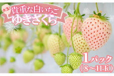 いちご 大玉！希少 白いちご ゆきざくら (1パック 8玉又は11玉入り) イチゴ 果物 ギフト ※配送不可：離島