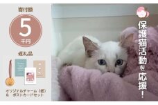 保護猫活動を応援！ ロゴチャーム(紐)&ポストカード×3枚 さくらねこサポートOGORI 雑貨 日用品 猫 保護猫