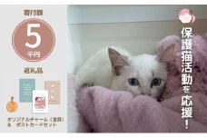 保護猫活動を応援！ ロゴチャーム(金具)&ポストカード×3枚  さくらねこサポートOGORI 雑貨 日用品 猫 保護猫