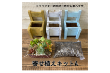 多肉植物 じぶんで植える 多肉 寄せ植えキットA 木椅子型 プランター 全3色 インテリア 植物 寄せ植え ガーデニング 福岡 小郡市 ：白色