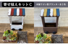 多肉植物 じぶんで植える 多肉 寄せ植えキットＣ 木製 ワゴン型 プランター 全2色 インテリア 植物 寄せ植え ガーデニング 福岡 小郡市 ：白色
