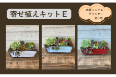多肉植物 じぶんで植える 多肉 寄せ植えキットE 木製 シンプル プランター 全3色 インテリア 植物 寄せ植え ガーデニング 福岡 小郡市 ：水色
