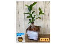 インテリア 植物 ガジュマル プランター 全2色 観葉植物 福岡 小郡市 ：プランター黄色