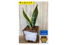 インテリア 植物 サンスベリア プランター 全2色 観葉植物 福岡 小郡市 ：プランター黄色
