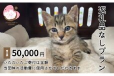 保護猫活動を応援！返礼品無し 50,000円 (お礼状送付) 保護猫