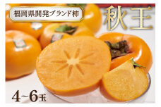 【先行受付】糖度が高く サクサクとした食感 柿 ! 福岡県開発 ブランド柿 「秋王」4～6玉 / 南国フルーツ / 福岡県 筑紫野市[21760121]