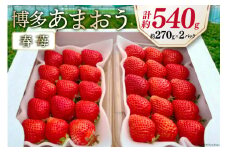 先行受付 博多あまおう 約270g×2 / エイチアンドフューチャーズ / 福岡県 筑紫野市 [21760413] 果物 フルーツ いちご イチゴ 苺 朝採り 新鮮