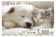 犬猫保護活動への支援 5000円 [NPO法人セブンデイズ 福岡県 筑紫野市 21760724] 保護 動物 犬 猫 犬猫 保護犬 支援 応援 イヌ ネコ いぬ ねこ ペット動物愛護 愛護 保護活動