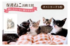 保護猫 支援 猫保護活動への支援 ポストカード [地域ねこサポート会ちくしの 福岡県 筑紫野市 21761293] 保護 動物 猫 応援 ネコ ねこ ペット動物愛護 愛護 保護活動 クリポス メール便 メール便対応 