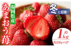 ＜先行予約受付中！2025年11月下旬～2026年1月下旬に順次発送予定＞あまおう苺・冬(4P)いちご 苺 フルーツ 果物 くだもの 福岡限定 家庭用 冷蔵＜離島配送不可＞【ksg0031】【南国フルーツ】