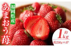 ＜先行予約受付中！2026年2月上旬～2026年3月末に順次発送予定＞あまおう苺・春(4P)いちご 苺 フルーツ 果物 くだもの 福岡限定  家庭用 冷蔵 ＜離島配送不可＞【ksg0045】【南国フルーツ】