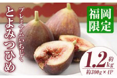 ＜先行予約受付中！2025年8月上旬～2025年10月中旬に順次発送予定＞いちじく とよみつひめ(約300g×4パック) ＜離島配送不可＞【ksg1229】【南国フルーツ】