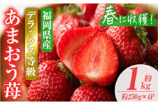 ＜先行予約受付中！2026年2月上旬～2026年3月末に順次発送予定＞あまおうDX(デラックス)・春(計約1kg・約250g×4P)いちご 苺 フルーツ 果物 くだもの 福岡限定 家庭用 冷蔵 ＜離島配送不可＞【ksg0473】【南国フルーツ】