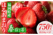 ＜先行予約受付中！2026年2月上旬～2026年3月末に順次発送予定＞はるあまおう(計約750g・約250g×3P)いちご 苺 フルーツ 果物 くだもの 福岡限定 家庭用 冷蔵 ＜離島配送不可＞【ksg0412】【南国フルーツ】