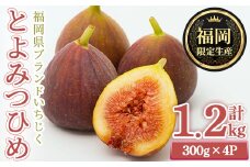 ＜先行予約受付中！2025年8月下旬～2025年10月下旬に順次発送予定＞福岡県ブランドいちじく博多 とよみつひめ (計約1.2kg・300g×4P) いちじく イチジク フルーツ 果物 くだもの 福岡限定 ＜離島配送不可＞【ksg1750】【農産物直売所ほたるの里】