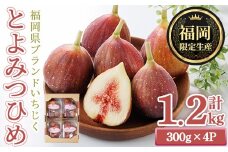 ＜先行予約受付中！2025年8月下旬～2025年10月下旬に順次発送予定＞福岡県ブランドいちじく博多 とよみつひめ (計約1.2kg・300g×4P) いちじく イチジク フルーツ 果物 くだもの 福岡限定 ＜離島配送不可＞【ksg1750】【農産物直売所ほたるの里】