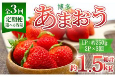 ＜全3回定期便・先行予約受付中！2026年2月上旬～2026年4月下旬に順次発送予定＞ 博多あまおう (総計約1.5kg) いちご 苺 フルーツ 果物 くだもの 福岡限定 家庭用 冷蔵 定期便 ＜離島配送不可＞【ksg1742】【農産物直売所ほたるの里】