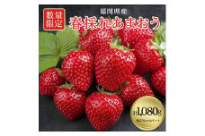 ＜数量限定＞福岡県産 春採れあまおう 約270g×4パック_ 苺 いちご イチゴ 果物 フルーツ くだもの ふるーつ あまおう 青果 国産 産地直送 甘い 数量限定 福岡県 4パック 旬 春採れ 人気 おすすめ 贈答 ギフト 【1212172】