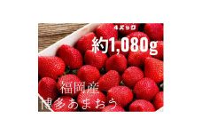 ＜11月下旬より順次発送＞農家直送 朝採り新鮮いちご＜博多あまおう＞約270g×4パック【1400412】