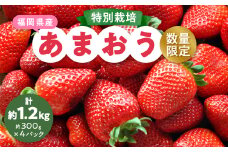 ＜数量限定＞特別栽培あまおう4パック＜2025年12月より順次発送＞_ いちご イチゴ 苺 あまおう 果物 フルーツ くだもの ふるーつ 青果 果実 甘い 大粒 大きい 旬 専門店 希少 品種 冷蔵 ギフト 贈答 【1445836】