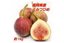 ＜2024年8月より順次発送＞福岡限定ブランド とよみつひめ 約1kg【1460775】