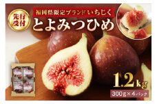 【寄附額改定！】プレミアムいちじく とよみつひめ　1.2kg【JAほたるの里】_HA0278