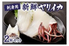 【レビューCP対象】刺身用　新鮮ヤリイカ2杯セット(宗像鐘崎産)【マルケイ水産】_HA0416