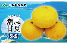 玄界灘の潮風を浴びて・・・【潮風甘夏5kg】【ほたるの里】_HA0489