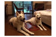 ペットと泊まれる ゆったりゆっくりプラン（ペア宿泊券）離れ風宿【御宿はなわらび】_HA0538