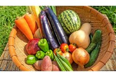 【一週間以内に発送】宗像とれたて　野菜・たまごセット【オアシス】_HA0778