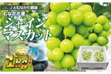 JAむなかた厳選【むなかた産シャインマスカット】2房(1kg以上)【JAほたるの里】_HA0914