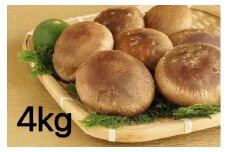 【一週間以内に発送】生しいたけ　肉厚シイタケ　無農薬　菌床栽培　4kg【ハタモト農産】_HA1004