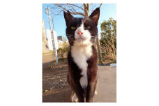 【返礼品なし】「てくてくさくらねこ」　地域猫活動支援【てくてくさくらねこの会】_HA1118