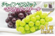 JAむなかた厳選【むなかた産シャインマスカット・マスカットノワール】2房(1kg以上)【JAほたるの里】_HA1475