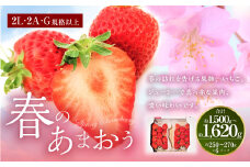春のあまおう （2L・2A・G規格以上 6パック）【数量限定】【2025年3月上旬～4月下旬発送予定】あまおう いちご イチゴ 苺 フルーツ 果物