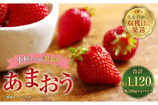 【訳あり・小粒】 あまおう 約280g×4パック 約1120g【2024年12月上旬～2025年4月上旬発送予定】いちご イチゴ 苺 フルーツ