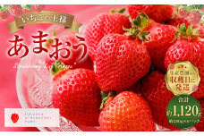 いちごの王様 あまおう 約280g×4パック 約1120g【2024年12月上旬～2025年4月上旬発送予定】 いちご イチゴ 苺 フルーツ