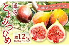 福岡県 ブランド いちじく「博多とよみつひめ」4パック フルーツ 果物 くだもの【2025年8月下旬～2025年10月下旬発送予定】