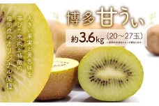 博多 甘うぃ (キウイフルーツ)  約3.6kg キウイ フルーツ 果物 くだもの【2025年11月上旬～11月下旬発送予定】