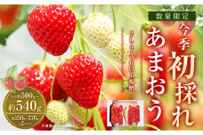 今季初採れあまおう 2パック【数量限定】【2025年12月上旬～2026年1月下旬発送予定】あまおう いちご イチゴ 苺 フルーツ 果物